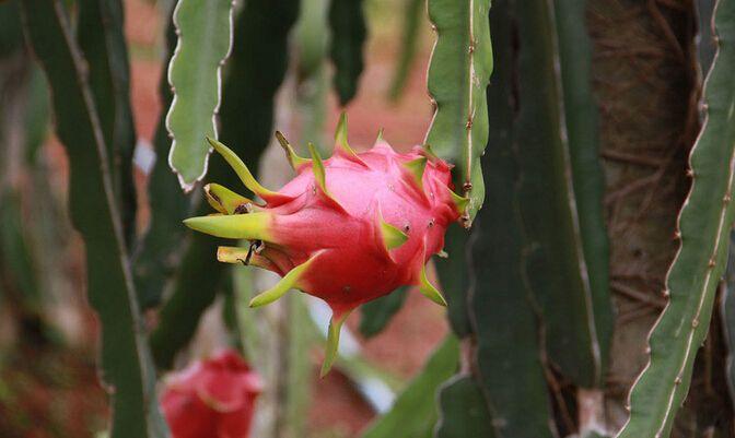 火龍果是熱帶水果嗎(火龍果高產栽培技術) 火龍果是熱帶水果嗎(火龍果高產栽培技術)