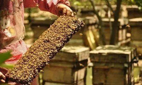 夏季養蜂是否蓋薄膜 夏季養蜂是否蓋薄膜