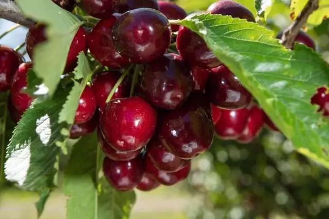 車厘子是什么品種(車厘子的科屬和櫻桃的區別) 車厘子是什么品種(車厘子的科屬和櫻桃的區別)