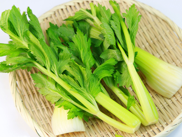 芹菜什么時(shí)候播種最好(芹菜的播種方法和播種時(shí)間) 芹菜什么時(shí)候播種最好(芹菜的播種方法和播種時(shí)間)