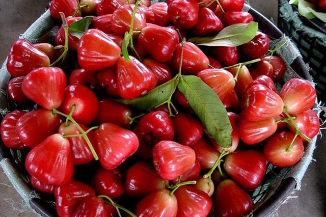 蓮霧多少錢一斤(蓮霧的市場價格) 蓮霧多少錢一斤(蓮霧的市場價格)