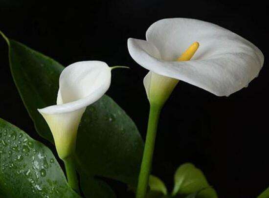 馬蹄蓮的花語和寓意是什么 馬蹄蓮代表什么象征意義(馬蹄蓮的寓意歌頌友情之美)