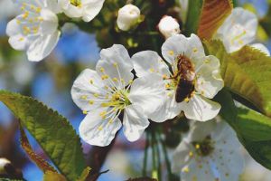 養殖蜜蜂的成本高嗎？
