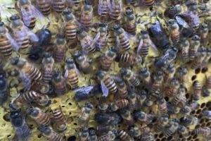 「基礎篇」蜜蜂的種類大全及優缺點