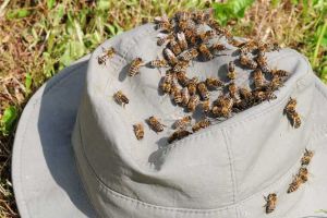 養50箱蜜蜂要多少資金？