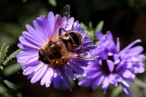 蜜蜂為什么在逐漸消失？