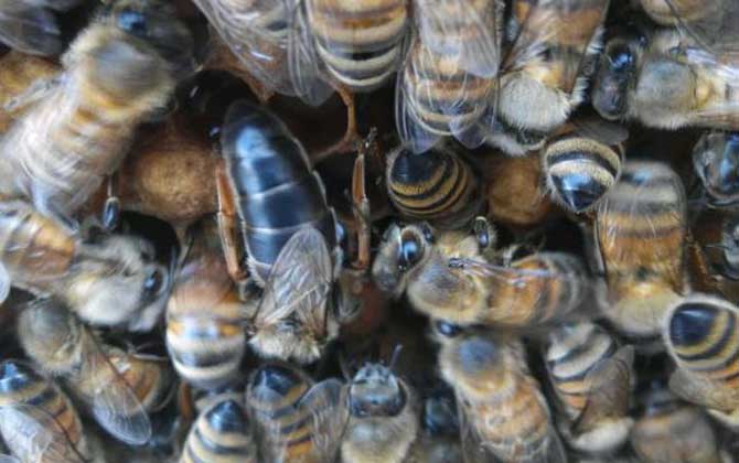 東北黑蜂有哪些優(yōu)點(diǎn)？