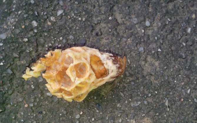 王臺(tái)封蓋后幾天會(huì)自然分蜂？