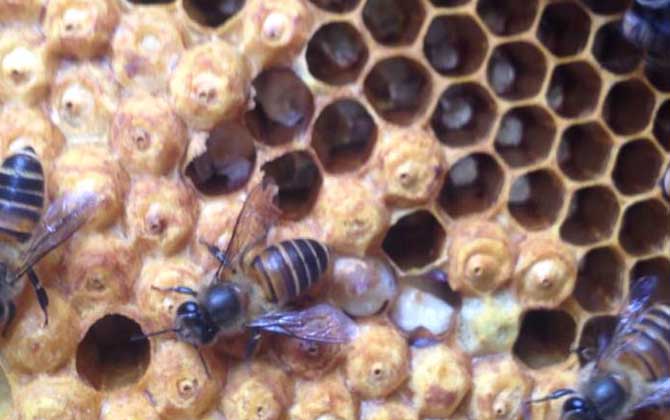 封蓋子脾沒有工蜂還能活嗎？