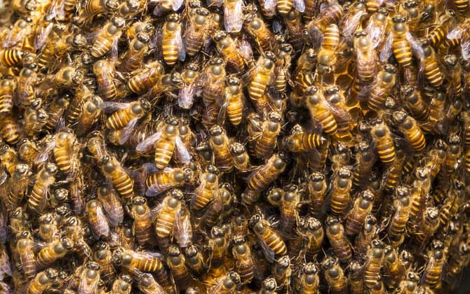 養(yǎng)蜜蜂蜂王不走的技術