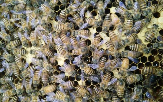 野蜜蜂怎么養(yǎng)它不會跑？