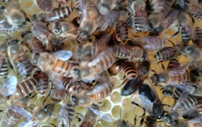 冬季養(yǎng)蜂什么時候關蜂王？