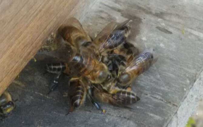 蜜蜂沖群是怎么回事？