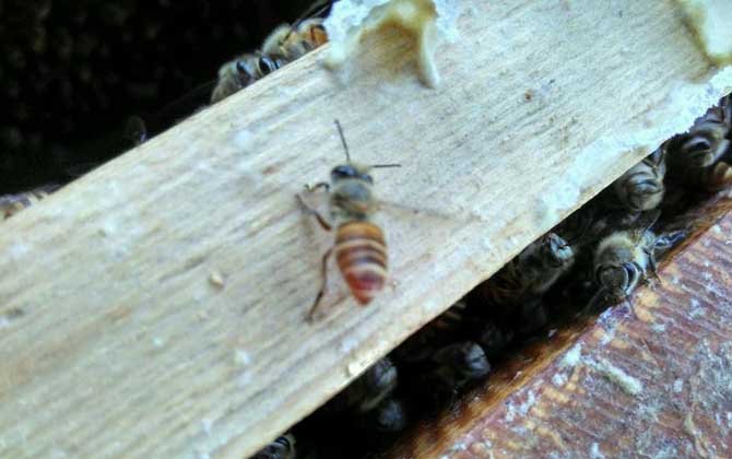 介王成功蜜蜂的表現有哪些？