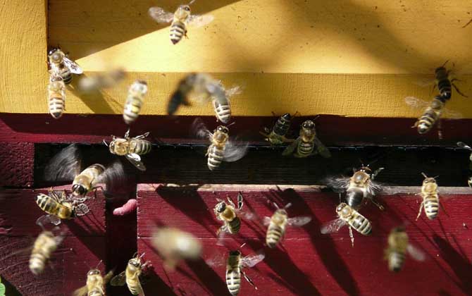 蜜蜂失王怎么判斷出來？