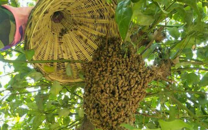 收蜂怎么判斷有沒(méi)有蜂王？