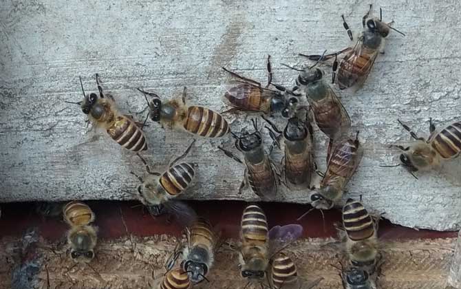 蜜蜂不出門是不是病了？