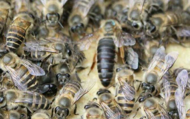 不到半脾蜂能發(fā)展起來(lái)嗎？