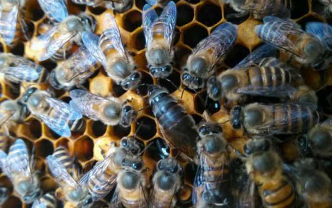 不足一脾蜂怎么快速繁殖？