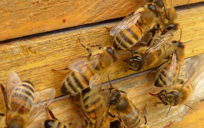 蜂箱多久開箱檢查一次？