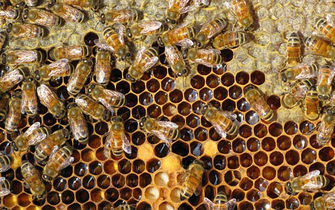 雙王群會不會導致分蜂？