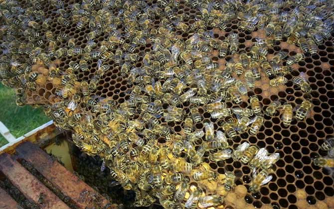 雙王群上繼箱會打架嗎？