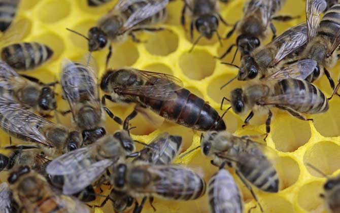 蜂群失王多久可以合并？