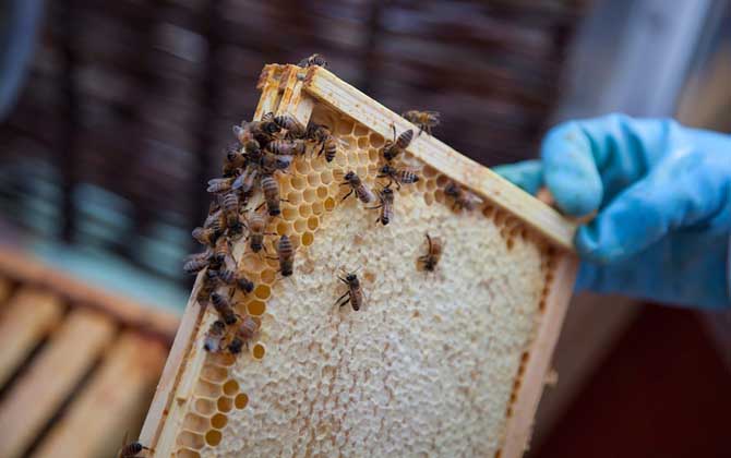 一脾蜂一個月繁殖多少？