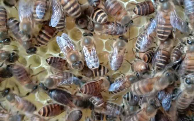 兩箱蜂合并有哪十種方法？