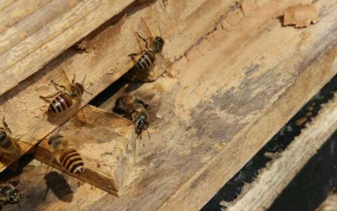 養(yǎng)蜂不僅要技術，還要養(yǎng)蜂工具，這些工具可使蜜蜂養(yǎng)殖事半功倍！