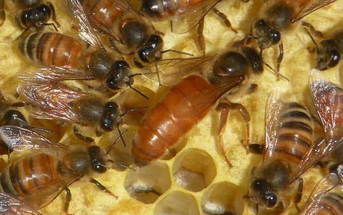 蜂王雖然被稱為王，但并不是“王”，蜂群實際上是工蜂“當家”！