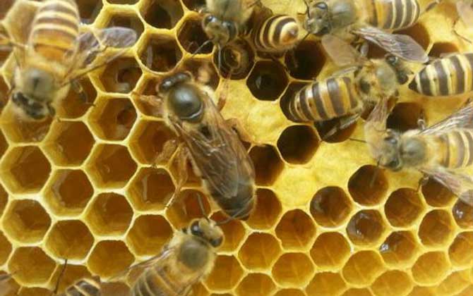 養(yǎng)蜂為什么要換蜂王？看完這幾個(gè)原因，你就知道換王有多重要了！
