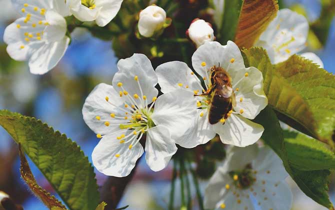 蜜蜂蜇人后為什么自己會死？傷敵一千，自損八百，對誰都沒好處！