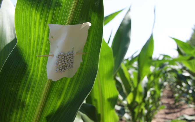 赤眼蜂有什么作用？不要小看它們，有些赤眼蜂堪稱除害小能手！