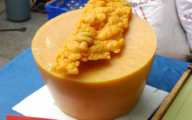 蜂蠟能吃嗎？雖然嚼不爛，也沒什么味道，但營養價值卻不可小噓！