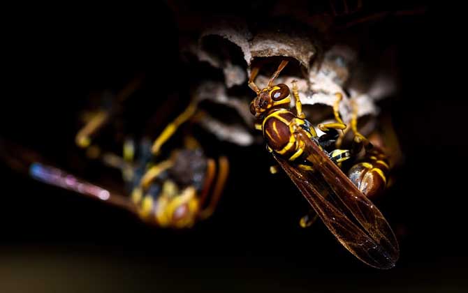 被馬蜂蟄了多久會(huì)死亡？未必會(huì)死亡，但馬蜂蟄人致死也常有發(fā)生！