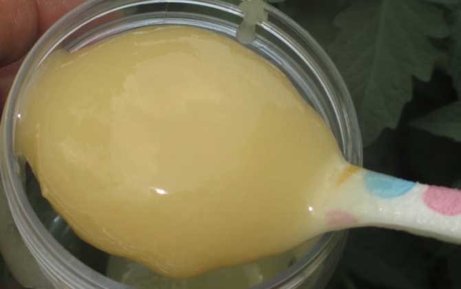 蜂蜜結晶好還是不結晶好？沒有定論，但完全不能結晶肯定是假蜜！