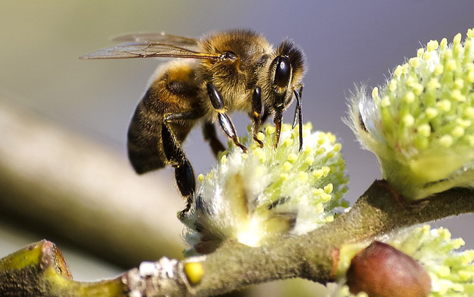 蜜蜂的特點有哪些？典型的社會性昆蟲，蜂群中三型蜂各司其職！
