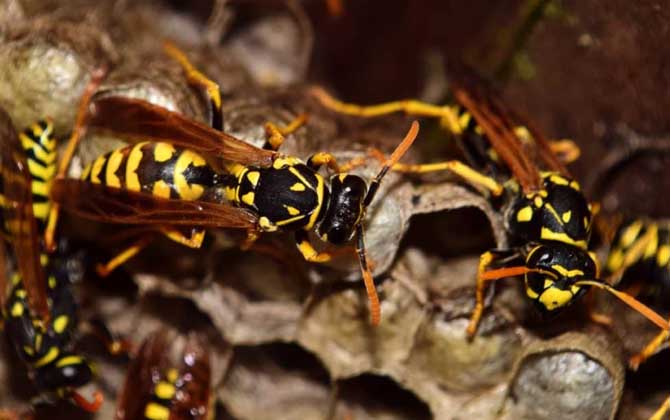 家里有馬蜂窩的預(yù)兆是什么？無(wú)關(guān)禍福，只能說(shuō)家里適合馬蜂筑巢！