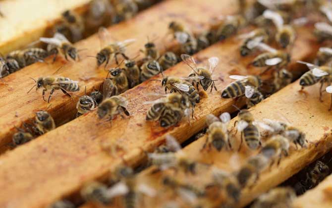 養蜂技術有哪些？掌握這10種養蜂技術，養蜂時方能做到得心應手！