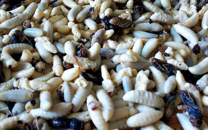 蜂蛹不適合什么人吃？一般人均可食用，但這4類人群不建議吃！