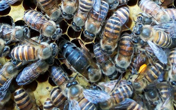 怎樣用自然王臺人工分蜂？