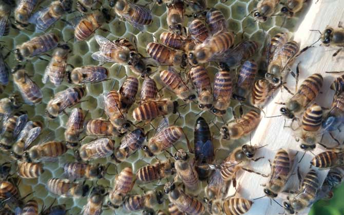 怎么能看出是有盜蜂？