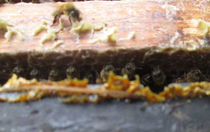 蜂膠在蜂箱的哪個(gè)部位？