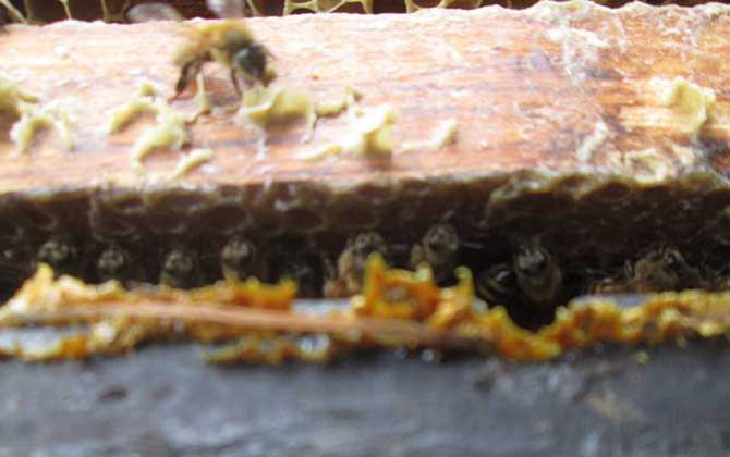 男人吃蜂膠會影響性功能嗎？