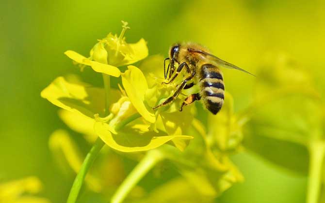 蜂療對(duì)什么病最有效？