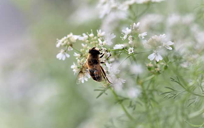 蜂毒價(jià)格表及采集技術(shù)