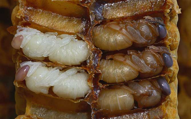 最新蜂蛹價(jià)格多少錢(qián)一斤？