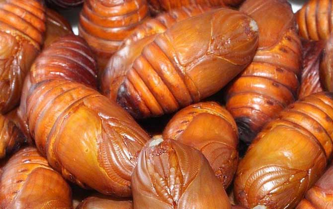 蠶蛹和蜂蛹哪個有營養？