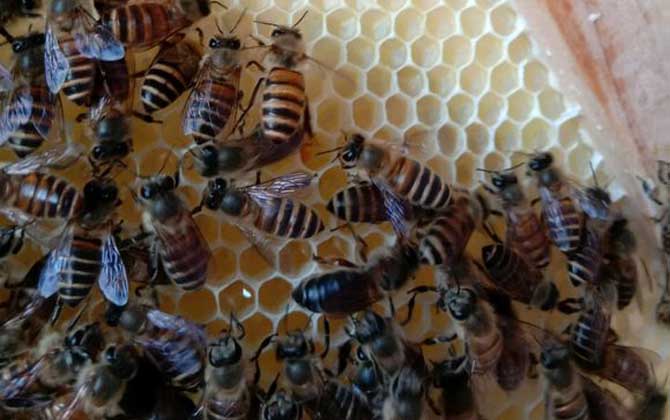 怎么從蜂群中找到蜂王？